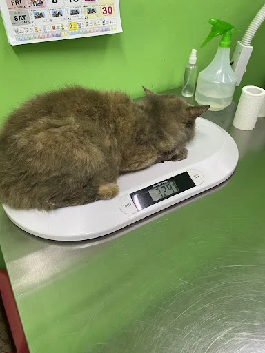Klinik Veterinar Sree Rgk