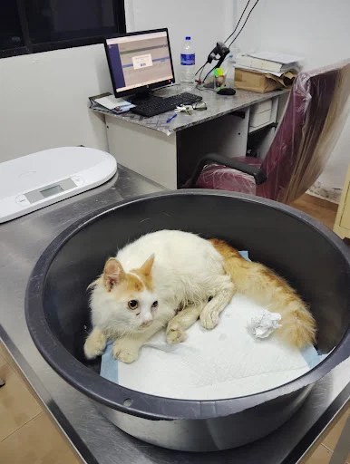 Klinik veterinar di Daerah Mersing